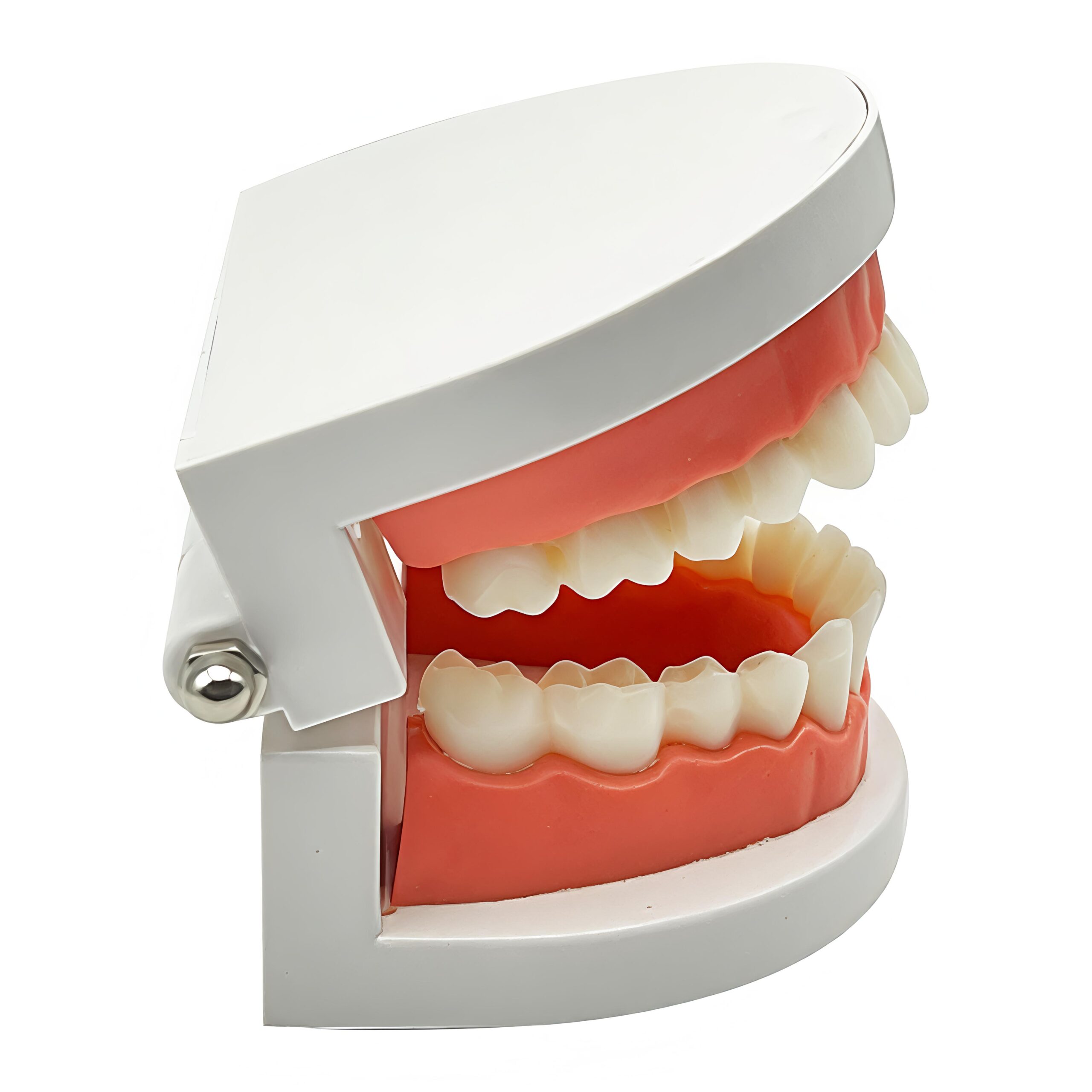 Creative Educational Teeth Model Toy Dental Adult Standard Teeth Model for Interactive Oral Cavity Teaching Tool